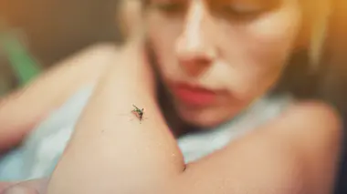 Les moustiques peuvent transmettre des virus vecteurs de maladies potentiellement mortelles, comme la dengue ou chikungunya