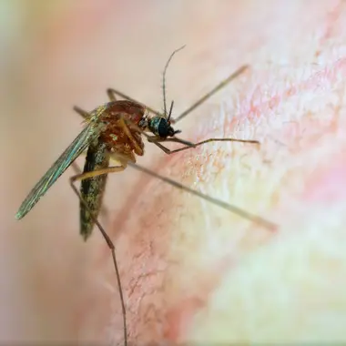 Virus du Nil occidental : ce qu’il faut savoir sur cette infection