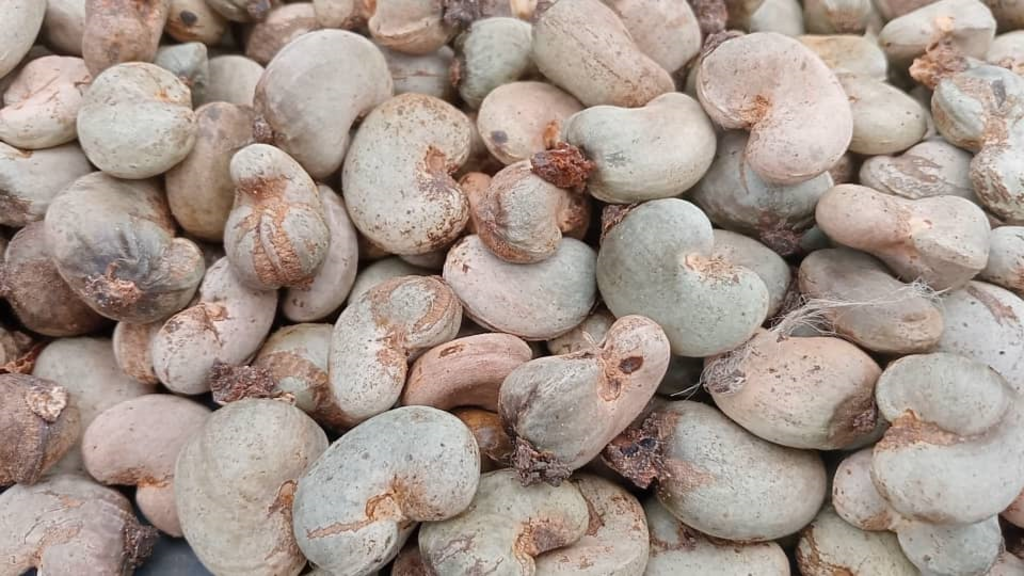 Poor cashew harvest in Côte d'Ivoire linked to erratic rainfall and farming practices