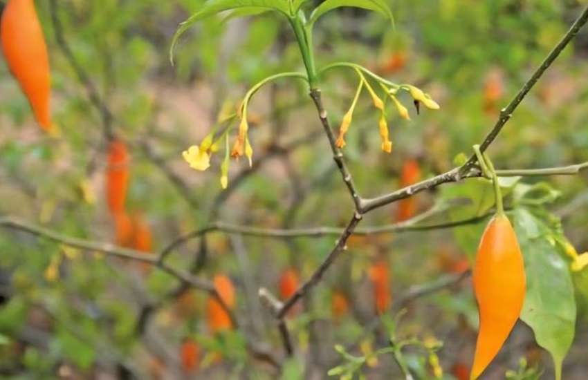 Iboga plant in Gabon
