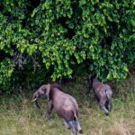 African Elephants, Gabon