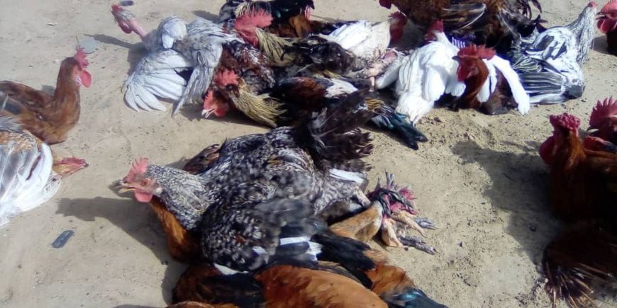 Tchad: rising poultry prices strain households in Ati